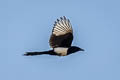 Oriental Magpie Pica serica serica