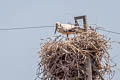 Oriental Stork Ciconia boyciana