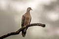 Oriental Turtle Dove Streptopelia orientalis orientalis