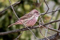 Pink-rumped Rosefinch Carpodacus waltoni eos (Stresemann's Rosefinch)