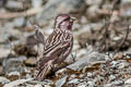 Pink-rumped Rosefinch Carpodacus waltoni eos (Stresemann's Rosefinch)