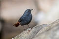 Plumbeous Water Redstart Phoenicurus fuliginosus fuliginosus