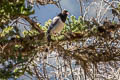 Red-billed Blue Magpie Urocissa erythroryncha erythroryncha