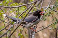 Red-billed Blue Magpie Urocissa erythroryncha erythroryncha