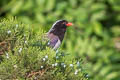 Red-billed Blue Magpie Urocissa erythroryncha erythroryncha