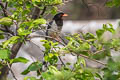 Red-billed Blue Magpie Urocissa erythroryncha erythroryncha