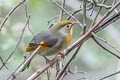 Red-billed Leiothrix Leiothrix lutea lutea (Peking Robin)