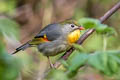 Red-billed Leiothrix Leiothrix lutea lutea (Peking Robin)