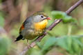 Red-billed Leiothrix Leiothrix lutea lutea (Peking Robin)