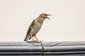 Red-billed Starling Spodiopsar sericeus