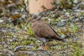 Red Collared Dove Streptopelia tranquebarica humilis (Red Turtle Dove)