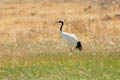 Red-crowned Crane Grus japonensis (Japanese Crane)