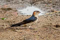 Red-rumped Swallow Cecropis daurica daurica