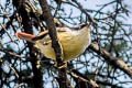 Red-tailed Minla Minla ignotincta jerdoni