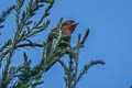 Red Crossbill Loxia curvirostra himalayensis (Common Crossbill)