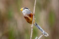 Reed Parrotbill Paradoxornis heudei heudei