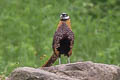 Reeves's Pheasant Syrmaticus reevesii