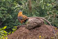 Reeves's Pheasant Syrmaticus reevesii