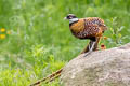 Reeves's Pheasant Syrmaticus reevesii