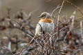 Robin Accentor Prunella rubeculoides rubeculoides