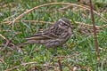 Rosy Pipit Anthus roseatus