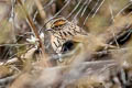 Rufous-breasted Accentor Prunella strophiata strophiata (Rufous-browed Accentor)