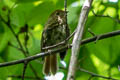 Rufous-gorgeted Flycatcher Ficedula strophiata