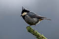 Rufous-vented Tit Periparus rubidiventris whistleri (Black-crested Tit)