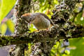 Rufous-vented Yuhia Yuhina occipitalis obscurior