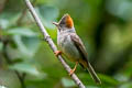 Rufous-vented Yuhia Yuhina occipitalis obscurior