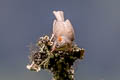 Rufous-vented Yuhia Yuhina occipitalis obscurior