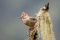 Rufous-vented Yuhia Yuhina occipitalis obscurior