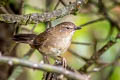 Russet Bush Warbler Locustella mandelli melanorhyncha