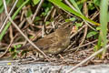 Russet Bush Warbler Locustella mandelli melanorhyncha