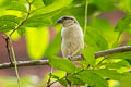 Russet Sparrow Passer cinnamomeus rutilans (Cinnamon Sparrow)