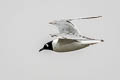 Saunders's Gull Saundersilarus saundersi