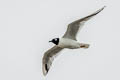 Saunders's Gull Saundersilarus saundersi