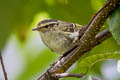 Sichuan Leaf Warbler Phylloscopus forresti (Eastern Yellow-rumped Warbler)