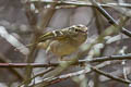 Sichuan Leaf Warbler Phylloscopus forresti (Eastern Yellow-rumped Warbler)