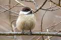 Sichuan Tit Poecile weigoldicus