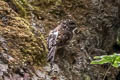 Sichuan Treecreeper Certhia tianquanensis