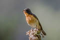 Slaty-backed Flycatcher Ficedula erithacus