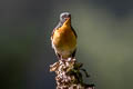 Slaty-backed Flycatcher Ficedula erithacus