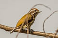 Speckled Piculet Picumnus innominatus chinensis