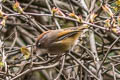 Spectacled Fulvetta Fulvetta ruficapilla ruficapilla