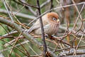 Spectacled Parrotbill Suthora conspicillata conspicillata