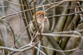 Spectacled Parrotbill Suthora conspicillata conspicillata