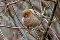 Spectacled Parrotbill Suthora conspicillata conspicillata