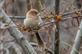 Spectacled Parrotbill Suthora conspicillata conspicillata