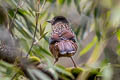 Spotted Laughingthrush Ianthocincla ocellata artemisiae